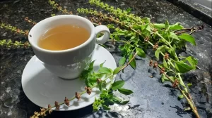 Chá de Alfavaca Refrescante, Benefícios e Como Preparar